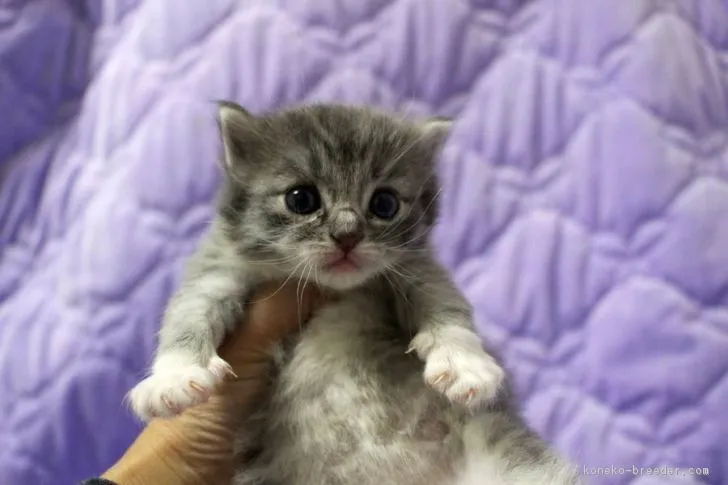 ID：1611-00870の子猫