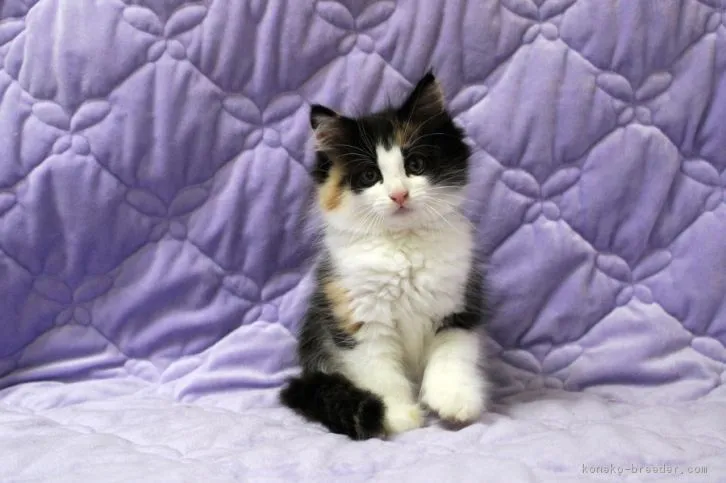 福島県ルビーちゃんのママ 様のお迎えした子猫