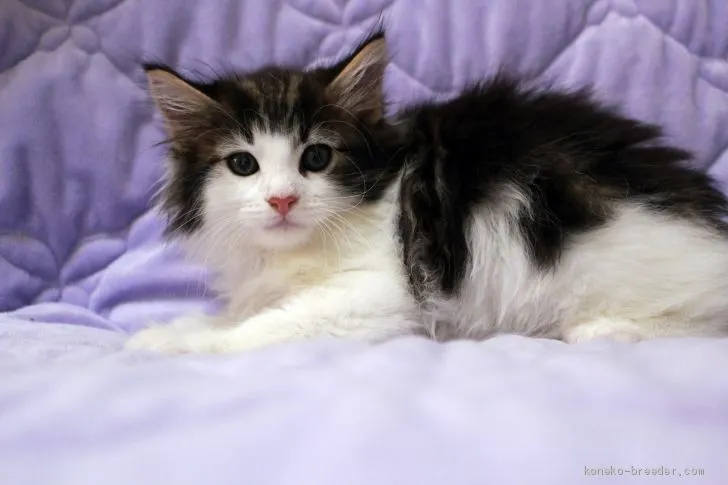 OSM 様のお迎えした子猫