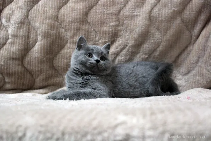 ID：1801-00432の子猫