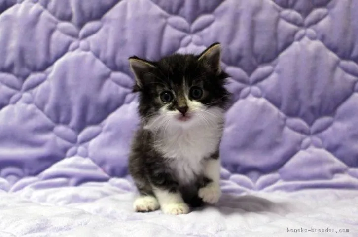 ID：1603-00438の子猫
