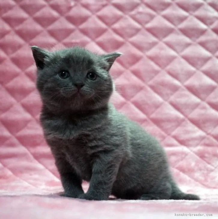 ID:2206-01308の子猫