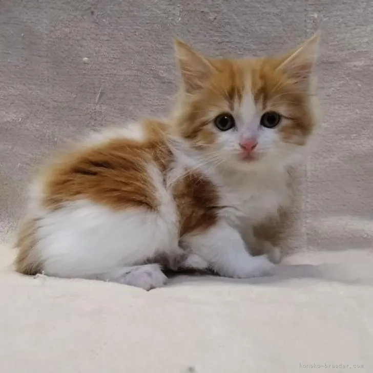 ID:2211-01143の子猫