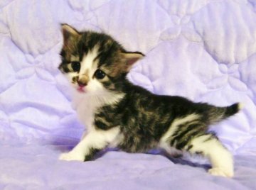 ノルウェージャンフォレストキャット【広島県・女の子・2013年3月6日・ブラウンタビー&ホワイト】の写真「」