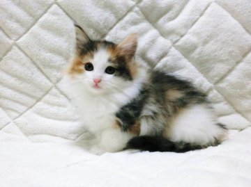 ノルウェージャンフォレストキャット【広島県・女の子・2013年10月3日・ブラウンパッチドタビー&ホワイト】の写真「」