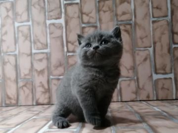 ブリティッシュショートヘア【広島県・男の子・2020年2月29日・ブルー】の写真「まん丸、コロコロ。ほんわかベビちゃん♪」