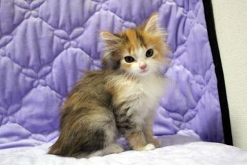 ノルウェージャンフォレストキャット【広島県・女の子・2015年9月10日・ブラウンパッチドタビー&ホワイト】の写真「やんちゃ姫ですが小振りです。成猫予想体重3キロ台」