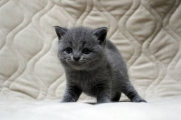 ブリティッシュショートヘア【広島県・男の子・2017年6月4日・ブルー(ショート)】の写真「良く鳴くので甘えん坊さんに育ちそうです♪」