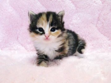 ノルウェージャンフォレストキャット【広島県・女の子・2013年5月17日・ブラウンパッチドタビー&ホワイト】の写真「」