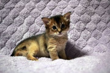 ソマリ【広島県・女の子・2020年7月27日・ルディ】の写真「おめめクリクリ！綺麗な顔立ち＾＾」