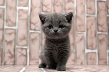 ブリティッシュショートヘア【広島県・女の子・2018年9月16日・ブルー】の写真「むっちり、コロコロ！」