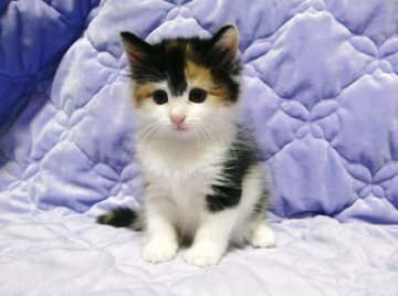 ノルウェージャンフォレストキャット【広島県・女の子・2012年10月27日・ブラウンパッチドタビー&ホワイト】の写真「」