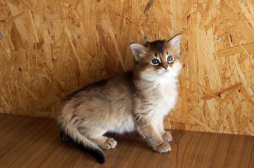 ソマリ【広島県・男の子・2018年9月2日・ルディ】の写真「モフモフ毛ぶきのコロコロくん♪」