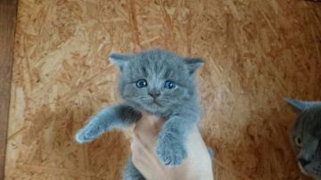 ブリティッシュショートヘア【広島県・女の子・2017年6月4日・ブルー(ショート)】の写真「コロコロベビー♪」