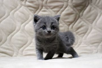 ブリティッシュショートヘア【広島県・女の子・2017年6月4日・ブルー(ショート)】の写真「良く動いて活発です♪」