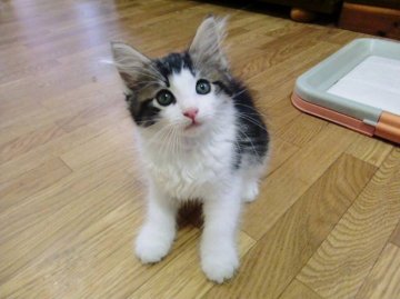 ノルウェージャンフォレストキャット【広島県・男の子・2013年5月17日・ブラウンタビー&ホワイト】の写真「」