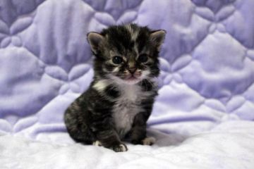 ノルウェージャンフォレストキャット【広島県・男の子・2016年1月29日・ブラウンタビー&ホワイト】の写真「」