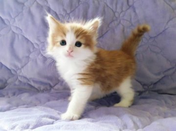 ノルウェージャンフォレストキャット【広島県・男の子・2013年9月27日・レッドタビー&ホワイト】の写真「」