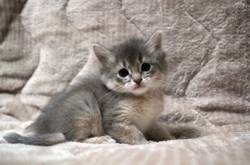 ソマリ【広島県・女の子・2020年9月25日・ブルー】の写真「淡いブルーカラーが優しい印象です＾＾」