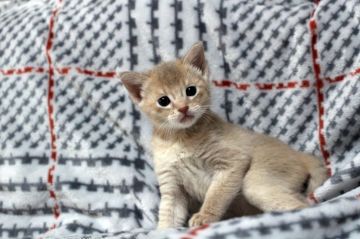 ソマリ【広島県・男の子・2019年2月2日・フォーン(短毛)】の写真「人懐っこい、甘えん坊♪」