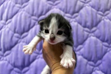 ノルウェージャンフォレストキャット【広島県・男の子・2016年1月29日・ブルータビー&ホワイト】の写真「」