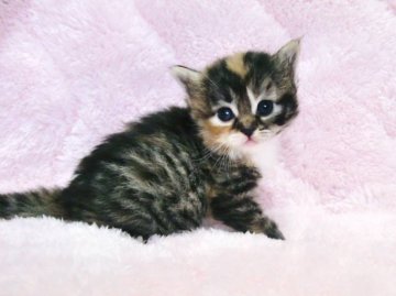 ノルウェージャンフォレストキャット【広島県・女の子・2013年5月17日・ブラウンパッチドタビー&ホワイト】の写真「」