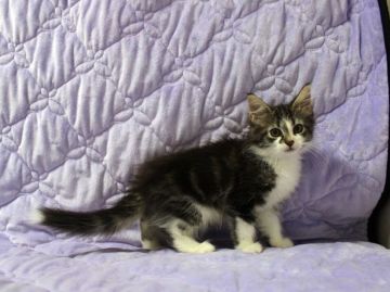 ノルウェージャンフォレストキャット【広島県・女の子・2015年7月7日・ブラウンタビー&ホワイト】の写真「」