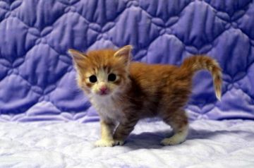 ノルウェージャンフォレストキャット【広島県・男の子・2015年12月6日・レッドタビー&ホワイト】の写真「」