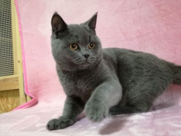 ブリティッシュショートヘア【広島県・男の子・2017年6月11日・ブルー(ショート)】の写真「のんびり屋さん♪人懐っこく甘えん坊。抱っこOK!」