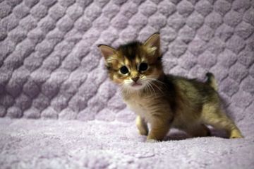 ソマリ【広島県・女の子・2020年7月27日・ルディ】の写真「おめめクリクリ！綺麗な顔立ち＾＾」