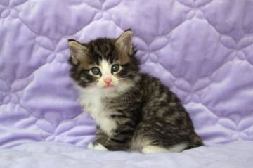 ノルウェージャンフォレストキャット【広島県・男の子・2015年9月10日・ブラウンタビー&ホワイト】の写真「」