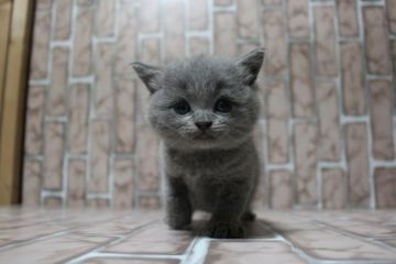 ブリティッシュショートヘア【広島県・女の子・2018年8月25日・ブルー】の写真「お顔真ん丸、愛嬌のある女の子！」