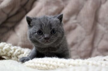 ブリティッシュショートヘア【広島県・女の子・2018年3月21日・ブルー】の写真「しっかりbodyの女の子♪」