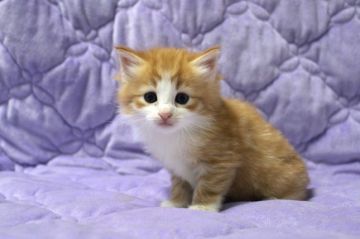 ノルウェージャンフォレストキャット【広島県・男の子・2017年9月8日・レッドタビー&ホワイト】の写真「レッドカラーが鮮やかな綺麗な子♪」