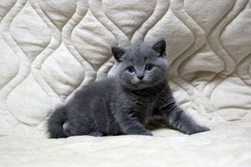 ブリティッシュショートヘア【広島県・男の子・2017年7月17日・ブルー(ショート)】の写真「しっかりbody、お顔のまん丸さ、お勧めです♪」