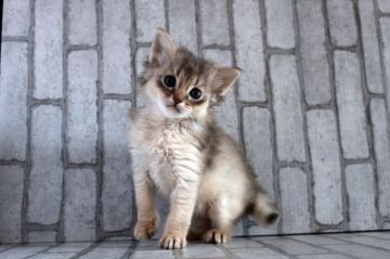 ソマリ【広島県・男の子・2020年2月23日・ブルー】の写真「おめめクリクリ！綺麗な顔立ち＾＾」