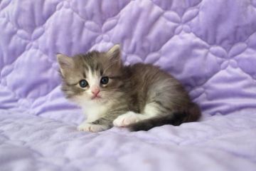 ノルウェージャンフォレストキャット【広島県・男の子・2015年9月14日・ブルータビー&ホワイト】の写真「」