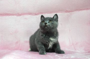 ブリティッシュショートヘア【広島県・女の子・2017年6月11日・ブルークリーム(ショート)】の写真「人懐っこく甘えん坊、陽気な性格です♪」