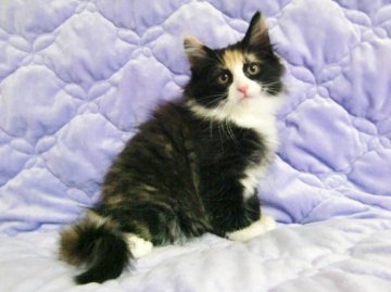 ノルウェージャンフォレストキャット【広島県・女の子・2013年4月20日・キャリコ】の写真「温厚な優しい性格の女の子♪」