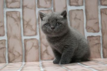 ブリティッシュショートヘア【広島県・男の子・2018年8月6日・ブルー】の写真「ハイクオリティ、真ん丸！」