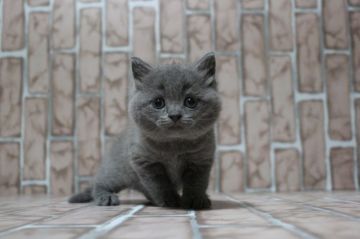 ブリティッシュショートヘア【広島県・男の子・2018年8月25日・ブルー】の写真「お顔真ん丸、しっかりしたbody。大振りです！」