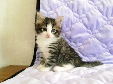 ノルウェージャンフォレストキャット【広島県・男の子・2013年4月10日・ブラウンタビー&ホワイト】の写真「」