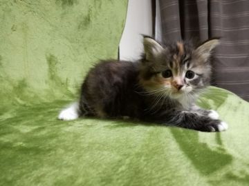 ノルウェージャンフォレストキャット【広島県・女の子・2017年8月29日・ブラウンパッチドタビー&ホワイト】の写真「フカフカ、モコモコ。愛嬌たっぷり♪」
