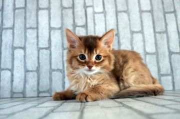 ソマリ【広島県・女の子・2020年1月30日・レッド(ロング)】の写真「おめめクリクリ！綺麗な顔立ち＾＾」