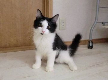 ノルウェージャンフォレストキャット【広島県・男の子・2013年4月21日・ブラック&ホワイト】の写真「すぐお腹を見せちゃう甘えん坊」