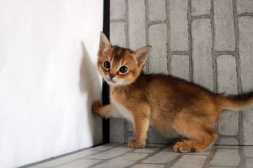 ソマリ【広島県・女の子・2020年2月23日・ルディ(ショート)】の写真「おめめクリクリ！綺麗な顔立ち＾＾」