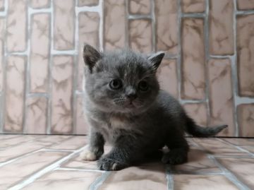 ブリティッシュショートヘア【広島県・女の子・2020年2月29日・ブルークリーム】の写真「まん丸、コロコロ。ほんわかベビちゃん♪」