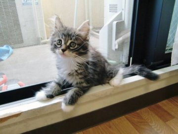 ノルウェージャンフォレストキャット【広島県・男の子・2013年5月17日・ブラウンタビー&ホワイト】の写真「」