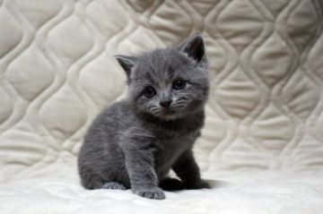 ブリティッシュショートヘア【広島県・男の子・2017年6月4日・ブルー(ショート)】の写真「活発で好奇心旺盛、元気な子♪」