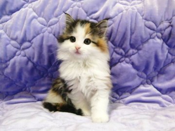 ノルウェージャンフォレストキャット【広島県・女の子・2012年9月7日・ブラウンパッチドタビー&ホワイト】の写真「」